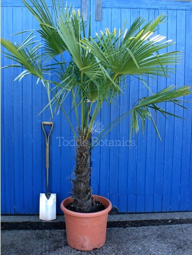 Trachycarpus fortunei (Chinese windmill palm)