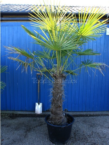 Trachycarpus fortunei (Chinese windmill palm)