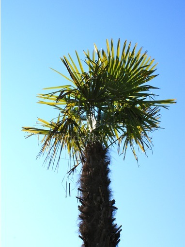 Trachycarpus fortunei (Chinese windmill palm)