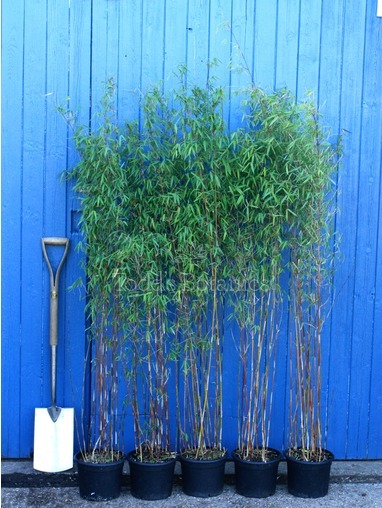 Bamboo (Fargesia jiuzhaigou)