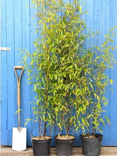 Bamboo (Phyllostachys nigra) 