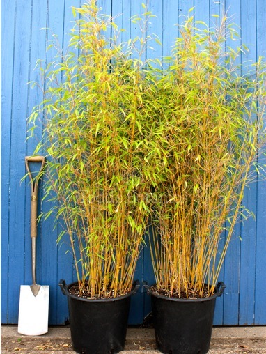 Bamboo (Fargesia rufa)