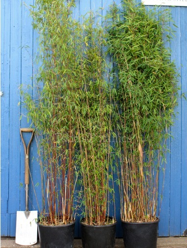 Bamboo (Fargesia jiuzhaigou) 