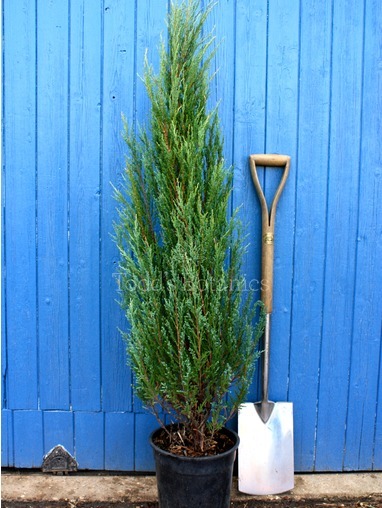 Juniperus scopulorum 'Blue Arrow' 