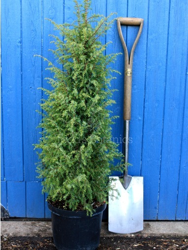 Juniperus communis 'Hibernica' 