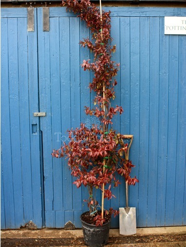 Trachelospermum jasminoides, 250cm