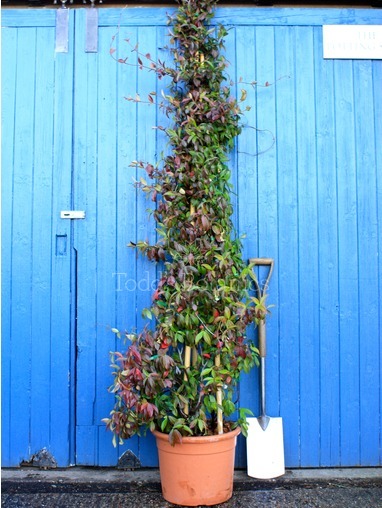 Trachelospermum jasminoides, 260cm