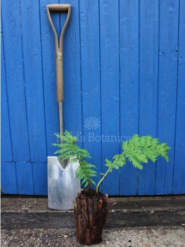 Dicksonia antarctica (Tree fern) 