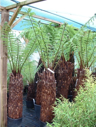 Dicksonia antarctica (Tree fern) 30cm