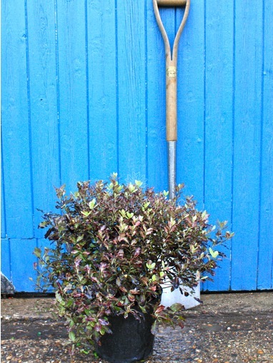 Pittosporum tenuifolium 'Tom Thumb' 