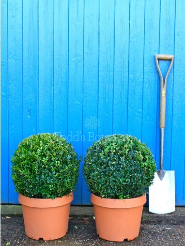Buxus sempervirens (Box ball) 40cm