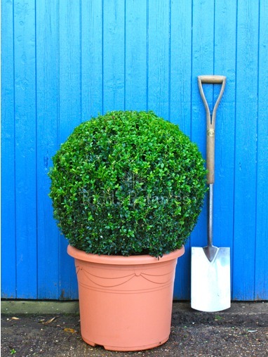 Buxus sempervirens (Box ball) 60cm