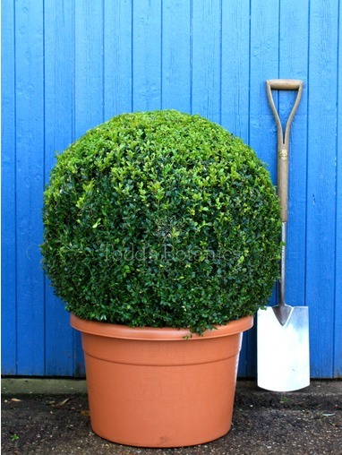 Buxus sempervirens (Box ball) 70cm