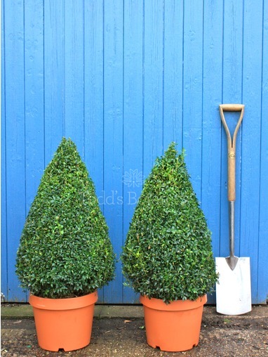 Buxus sempervirens (Box cone) 65-70cm