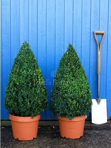 Buxus sempervirens (Box cone) 70cm 
