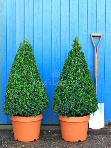 Buxus sempervirens (Box cone) 100cm 