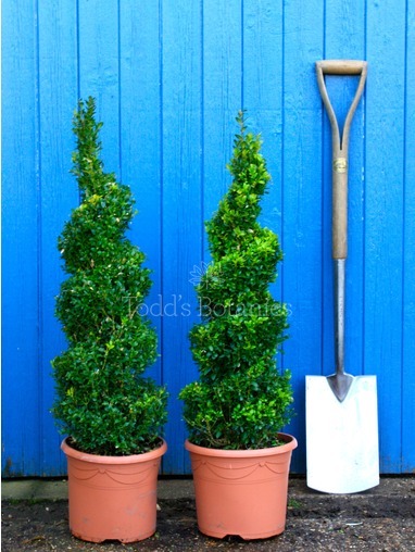 Buxus sempervirens (Box spiral) 60-80cm 