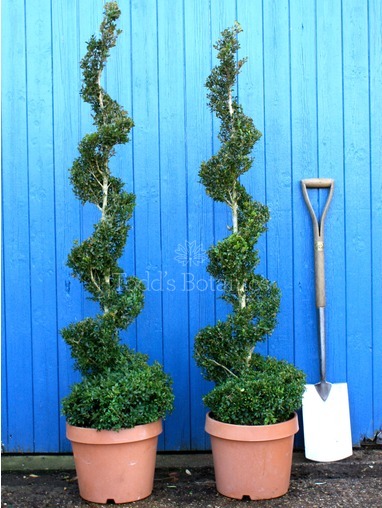 Buxus sempervirens (Box spiral) 130cm 
