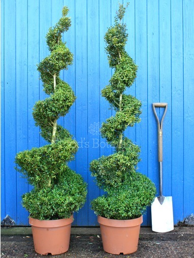Buxus sempervirens (Box spiral) 150cm 