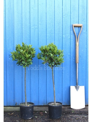 Laurus nobilis (Bay tree) 80-85cm 