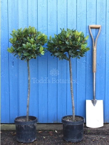 Laurus nobilis (Bay tree) 100-105cm 