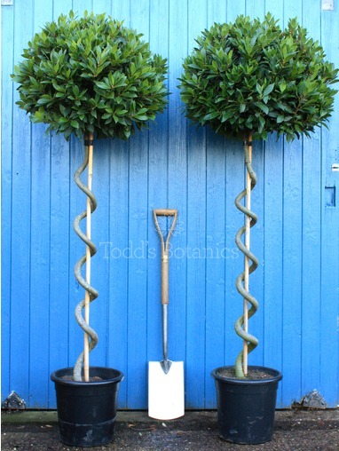 Laurus nobilis (Bay tree) 200cm