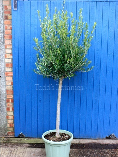 Olea europaea (Olive) 200-210cm