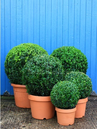 Buxus sempervirens (Box ball) 30cm 