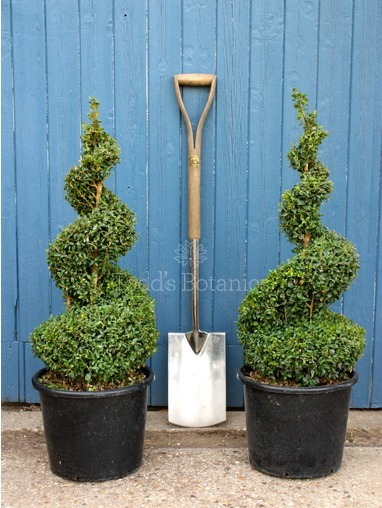 Buxus sempervirens (Box spiral) 75cm