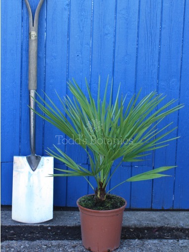Chamaerops humilis (European fan palm)
