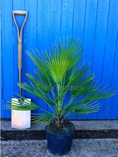 Chamaerops humilis (European fan palm)