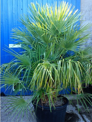 Chamaerops humilis (European fan palm)