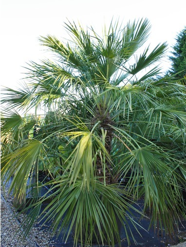 Chamaerops humilis (European fan palm)