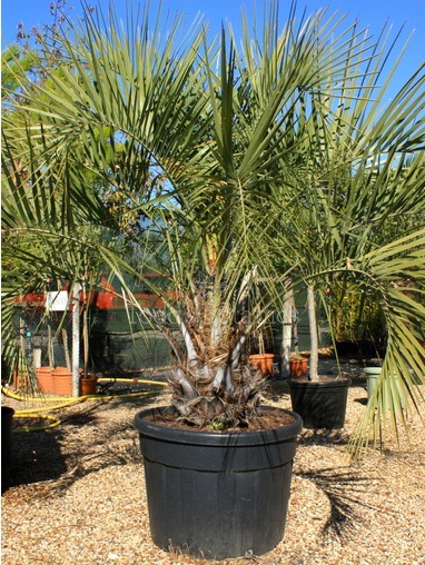 Butia capitata (Jelly palm)