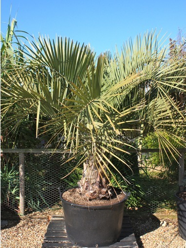 Butia capitata (Jelly palm)