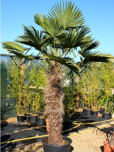 Trachycarpus wagnerianus