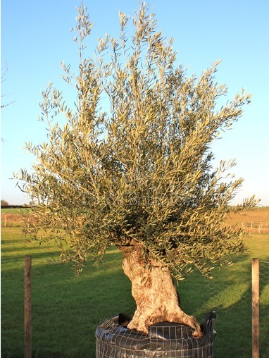 Olea europaea (Olive) 320cm