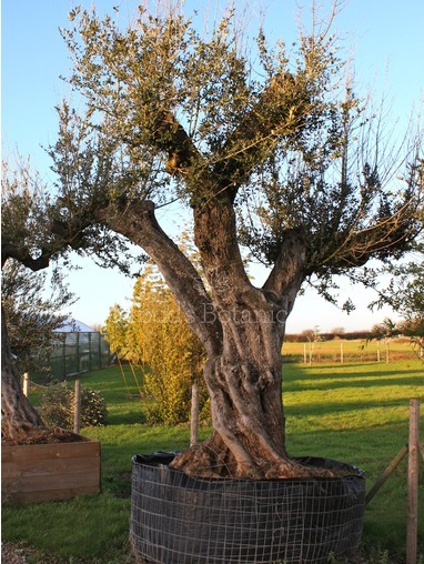 Olea europaea (Olive) 380cm Olea europaea (Olive) 380cm