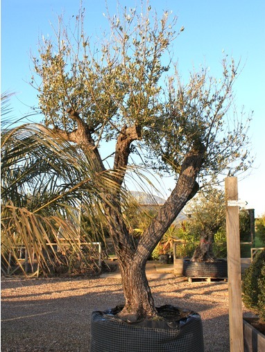 Olea europaea (Olive) 350cm Olea europaea (Olive) 350cm