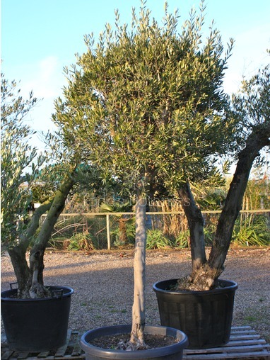 Olea europaea (Olive) 300cm