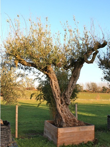Olea europaea (Olive) 380cm