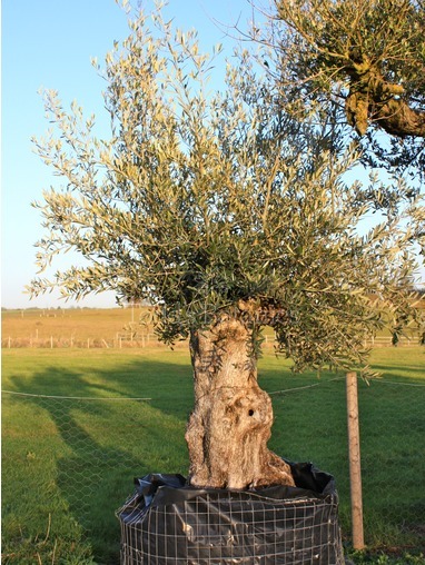 Olea europaea (Olive) 305cm