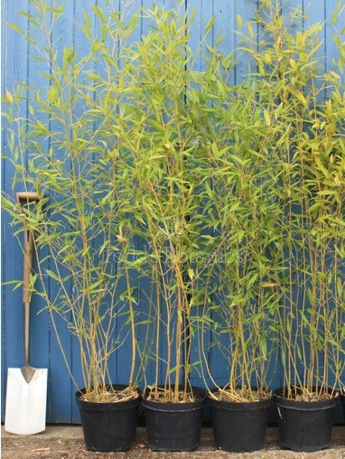 Bamboo (Phyllostachys bissetii)