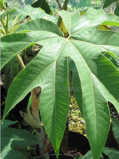 Tetrapanax papyrifer 'Rex' 