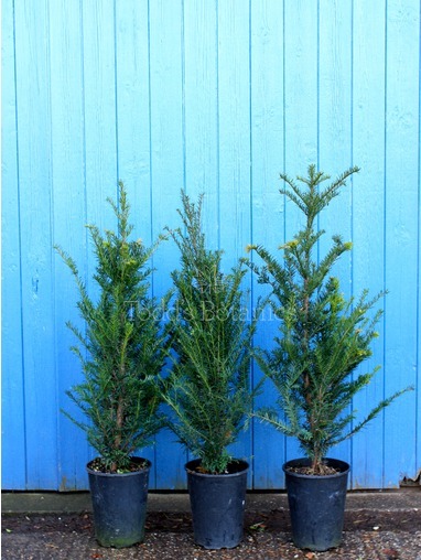 Taxus baccata (Yew) 50cm