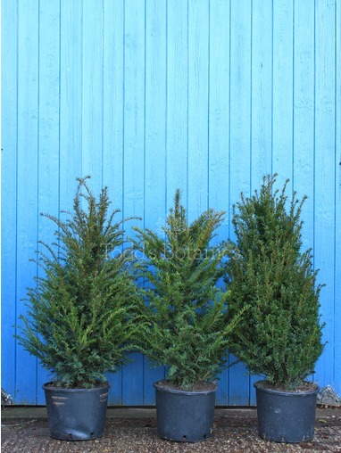 Taxus baccata (Yew) 70cm