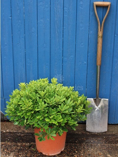 Pittosporum tobira 'Nanum' 
