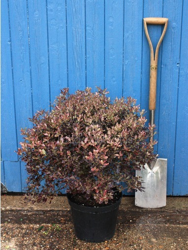 Pittosporum tenuifolium 'Tom Thumb'