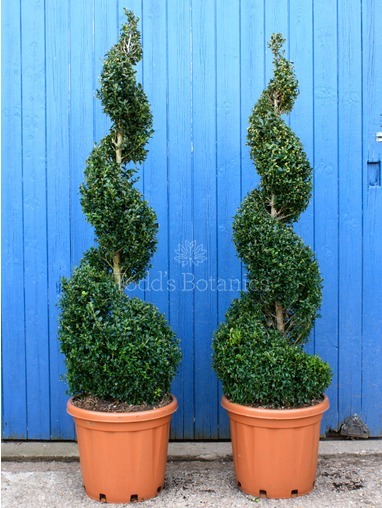 Buxus sempervirens (Box spiral) 130cm 