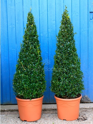Buxus sempervirens (Box cone) 90cm 